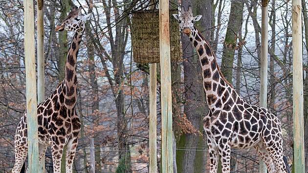 Zl�nsk� zoo z�skala kr�sn� v�no�n� d�rek. Ze Safari Parku Dv�r Kr�lov� tento t�den dorazila mlad� samice �irafy Rothschildovy jm�nem Ema. (prosinec 2025)