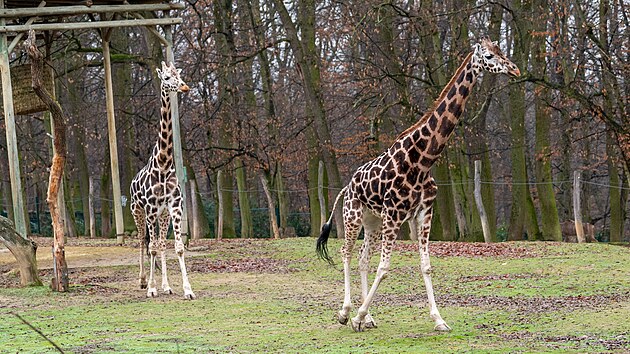 Zl�nsk� zoo z�skala kr�sn� v�no�n� d�rek. Ze Safari Parku Dv�r Kr�lov� tento t�den dorazila mlad� samice �irafy Rothschildovy jm�nem Ema. (prosinec 2025)