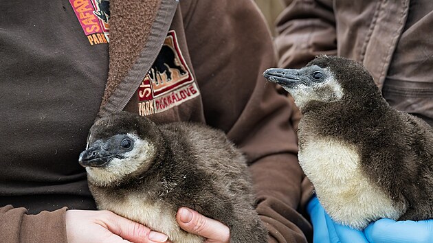 Ml��ata Fleuryho a Ellie po odebr�n�