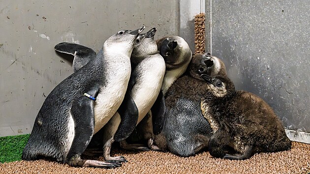 Ml��ata v tu����� �kolce