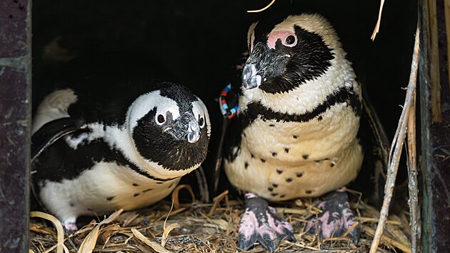 Nov� p�r tvo�� samec Fleury a samice Ellie