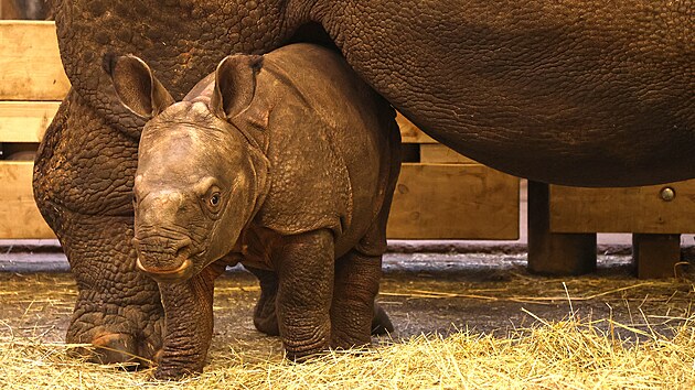 Vz�cn� ml�d� nosoro�ce indick�ho dostalo jm�no Apu ze seri�lu Simpsonovi. Same�ek se m� �ile k sv�tu. (19. prosince 2025)