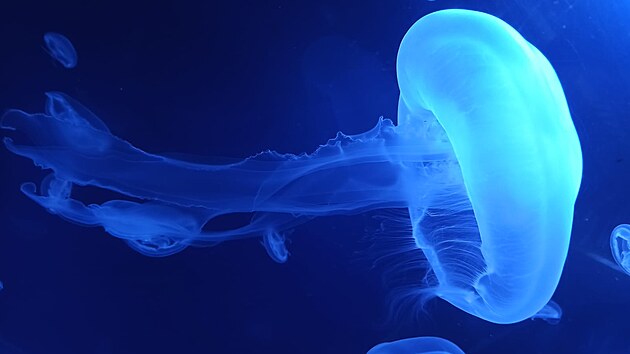 V plze�sk� zoo m� st�t nejv�t�� med�z�rium v �esku. V rozpo�tu m�sta na p��t� rok se po��t� na projektovou dokumentaci med�z�ria s 15 miliony. Sn�mek je ze Sv�ta med�z v Praze.