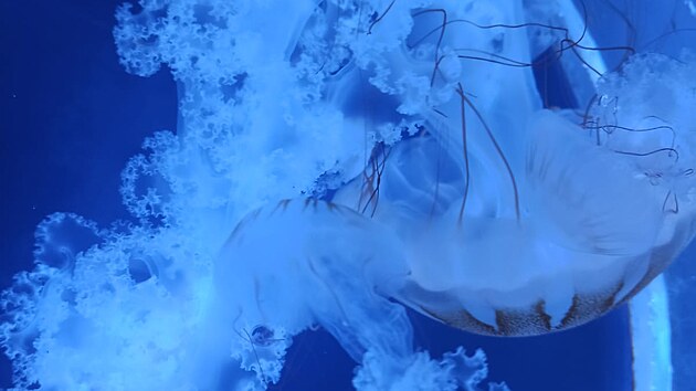 V plze�sk� zoo m� st�t nejv�t�� med�z�rium v �esku. V rozpo�tu m�sta na p��t� rok se po��t� na projektovou dokumentaci med�z�ria s 15 miliony. Sn�mek je ze Sv�ta med�z v Praze.