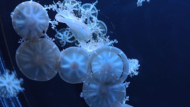 V plze�sk� zoo m� st�t nejv�t�� med�z�rium v �esku. V rozpo�tu m�sta na p��t� rok se po��t� na projektovou dokumentaci med�z�ria s 15 miliony. Sn�mek je ze Sv�ta med�z v Praze.