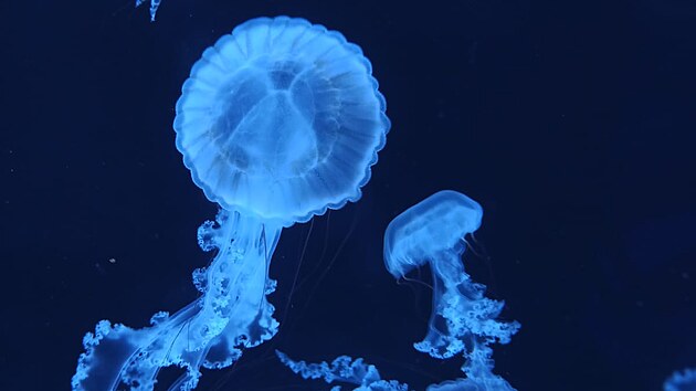 V plze�sk� zoo m� st�t nejv�t�� med�z�rium v �esku. V rozpo�tu m�sta na p��t� rok se po��t� na projektovou dokumentaci med�z�ria s 15 miliony. Sn�mek je ze Sv�ta med�z v Praze.