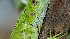 V olomouck�© zoo se narodilo osm leguánů zelených, je to jej�­ prvn�­ odchov