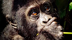 Posezení u goril. Uganda