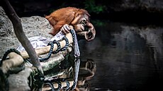 Kawi, starí mlád orangutana z praské zoo.