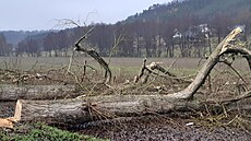 Vykácené stromo�adí v �eském ráji.