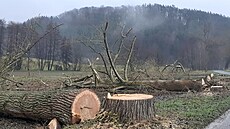 Vykácené stromo�adí v �eském ráji.