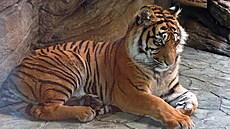 Tyg�ice Satu v Zoo Brno.