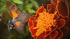 Jeden ze snímk� v leto�ním ro�níku sout�e Photographia Natura.