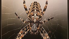 Jeden ze snímk� v leto�ním ro�níku sout�e Photographia Natura.