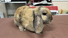 V lese na Kolínsku n�kdo pohodil do lesa krabici s deseti malými zakrslými...