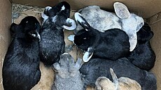 V lese na Kolínsku n�kdo pohodil do lesa krabici s deseti malými zakrslými...