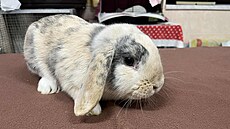 V lese na Kolínsku n�kdo pohodil do lesa krabici s deseti malými zakrslými...