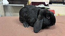 V lese na Kolínsku n�kdo pohodil do lesa krabici s deseti malými zakrslými...