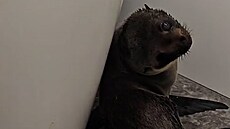 Mlád tulen se zatoulalo do baru na Novém Zélandu