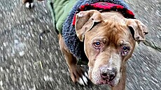 Pes Biggby/Vinnie na procházce v Millingtonu