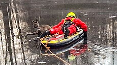 Hasi�i v Jeseníku zachránili srnu ze zamrzlé vodní plochy, odkud se nedokázala...