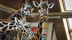 Zlínská zoo získala krásný váno�ní dárek. Ze Safari Parku Dv�r Králové tento...