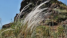 Chrán�ný kavyl Ivan�v