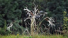 Chrán�ný kavyl Ivan�v