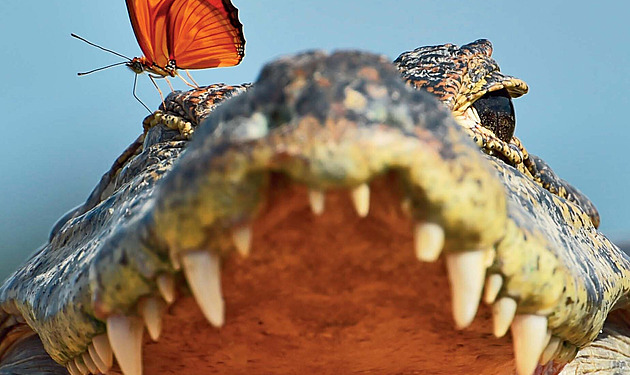 Proč nosí paviáni plínky a co dělat, když vás napadne zuřící slon. Fotograf vypráví