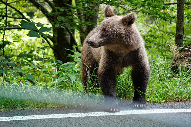 Top Gear ji proslavil, příroda jí vládne. Tato silnice v Rumunsku je snem řidičů