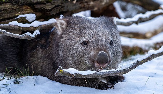 Lední medvěd je na zimu citlivka, milují ji sloni a vlci, říká kurátor Zoo Praha