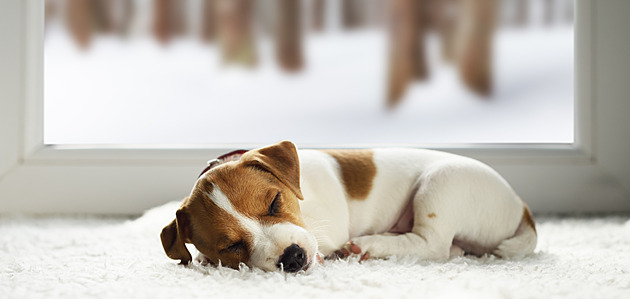 V únoru mazlíčci hrají o prémiové krmivo. Stačí poslat fotografii a hlasovat
