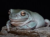 �ába rosice siná v olomoucké zoo.