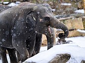 Slon indický chovaný v pra�ské zoo se sice koulovat nedovede, ale sníh ho v�dy...