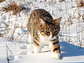 Vykro�te do nového roku fotoduelem o nejroztoilej�íh lednového mazlí�ka. Sta�í...