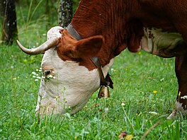 Banát, historický region v Rumunsku, kde u� více ne� 200 let �ije �eská...