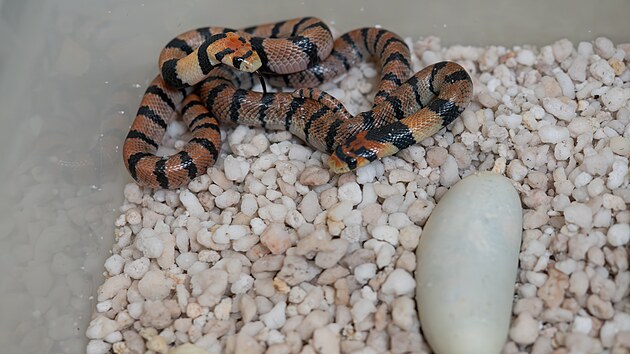 Kob��k kapsk� v olomouck� zoo