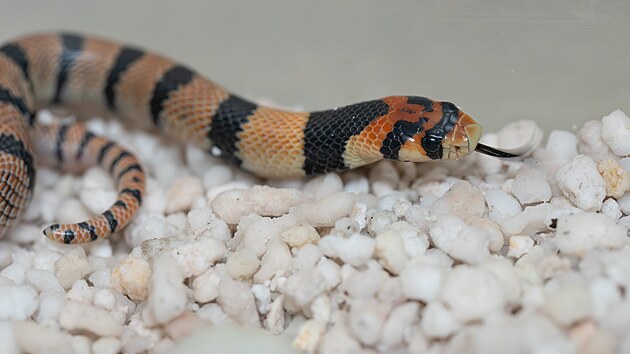 Kob��k kapsk� v olomouck� zoo