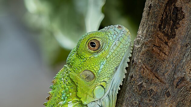 Legu�n v olomouck� zoo