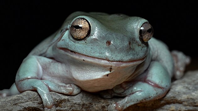 ��ba rosice sin� v olomouck� zoo