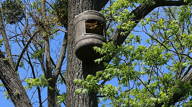 �lenov� �esk�ho svazu ochr�nc� p��rody v B�eclavi stav� um�l� hn�zda pro pt�ky, kter�m v zem�d�lsk� krajin� ji�n� Moravy chyb� p�irozen� �to�i�t�. Na sn�mku budka pro po�tolky.