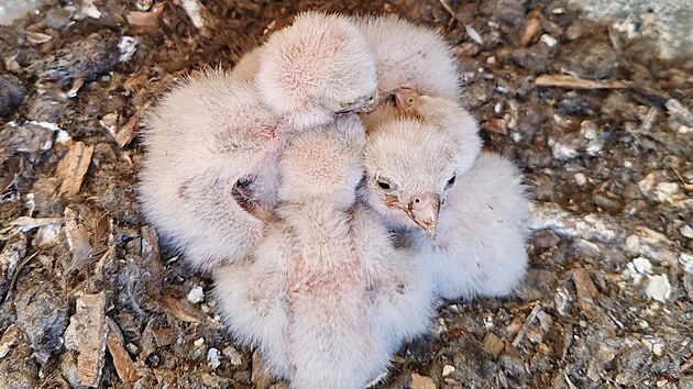 �lenov� �esk�ho svazu ochr�nc� p��rody v B�eclavi stav� um�l� hn�zda pro pt�ky, kter�m v zem�d�lsk� krajin� ji�n� Moravy chyb� p�irozen� �to�i�t�. Na sn�mku ml��ata po�tolek.