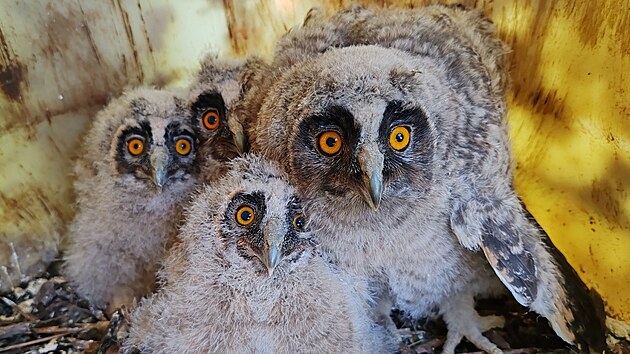 �lenov� �esk�ho svazu ochr�nc� p��rody v B�eclavi stav� um�l� hn�zda pro pt�ky, kter�m v zem�d�lsk� krajin� ji�n� Moravy chyb� p�irozen� �to�i�t�. Na sn�mku ml��ata kalous� u�at�ch.