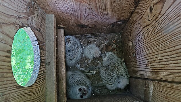 �lenov� �esk�ho svazu ochr�nc� p��rody v B�eclavi stav� um�l� hn�zda pro pt�ky, kter�m v zem�d�lsk� krajin� ji�n� Moravy chyb� p�irozen� �to�i�t�. Na sn�mku ml��ata pu�t�k� obecn�ch.