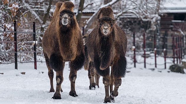 Zima ani sn�h velbloud�m nevad�, jen nesm� b�t n�led�.