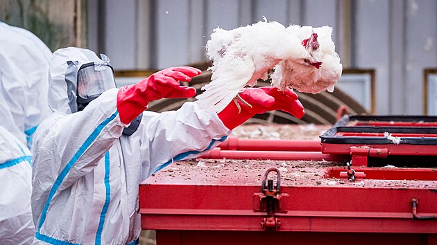 V Habrech na Havl��kobrodsku za�ala likvidace chovu slepic, v n�m� se vyskytla pta�� ch�ipka. Hasi�i spolu s veterin��i i v�zni musej� v ochrann�ch oblec�ch vynosit a usmrtit na 35 tis�c nosnic. (23. prosince 2025) 