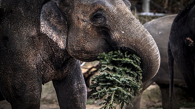 Krmen� zv��at neprodan�mi v�no�n�mi strome�ky v pra�sk� Zoo. (29. prosince 2025)