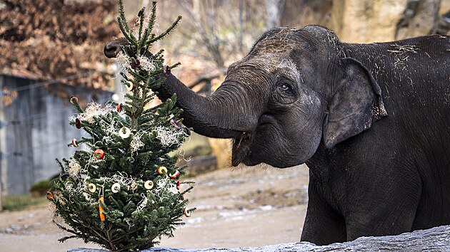 Krmen� zv��at neprodan�mi v�no�n�mi strome�ky v pra�sk� Zoo. (29. prosince 2025)