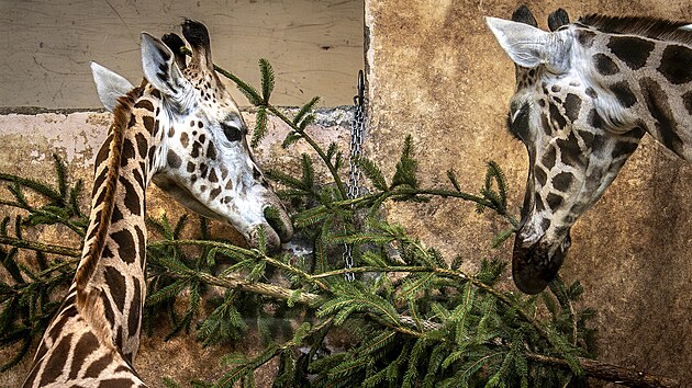 Krmen� zv��at neprodan�mi v�no�n�mi strome�ky v pra�sk� Zoo. (29. prosince 2025)