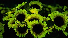 V�dc�m se poda�ilo vnést do rostlinných bun�k genové fragmenty z organism�,...